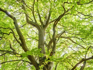 Story mit dem Titel Der Baum