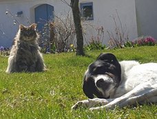 story med titlen Language is more than the words we form from it